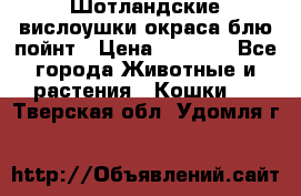 Шотландские вислоушки окраса блю пойнт › Цена ­ 4 000 - Все города Животные и растения » Кошки   . Тверская обл.,Удомля г.